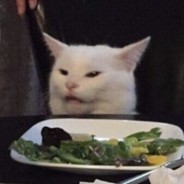 Создать мем: Анатолийская кошка, кошек, кот с тарелкой мем