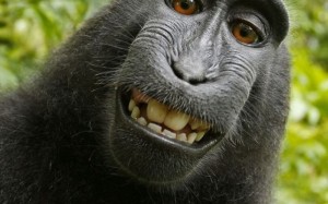 Create meme: monkey, funny monkey, the monkey is smiling