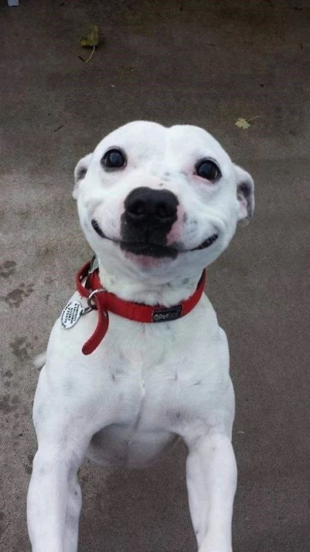 Create meme: dog smile, dog fun, dog 