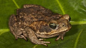 Create meme: toad, toad