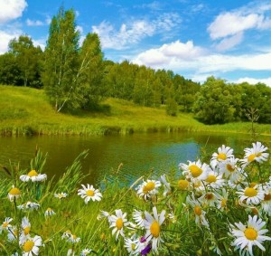 Create meme: nature landscapes, chamomile, landscape