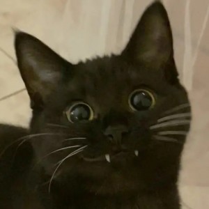 Create meme: seals fun, cats memes, black cat
