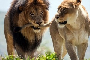 Create meme: the proud lioness, lions and lionesses, lion's tail the lion