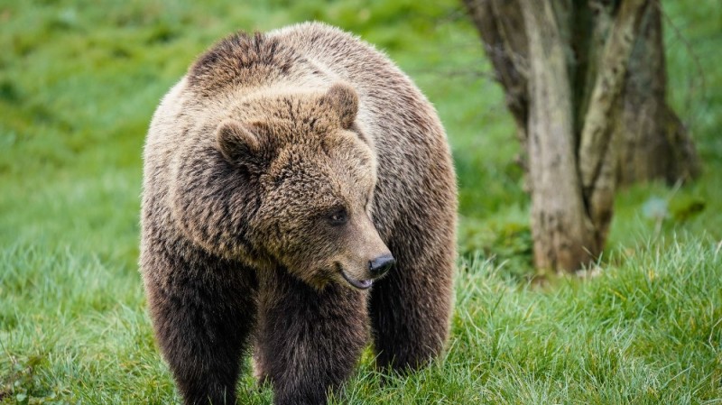 Create meme: brown bear brown bears, bear , The Apennine brown bear