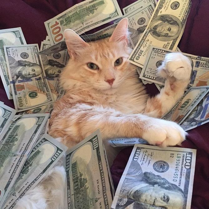 Create meme: cash cat, cat with money, cat with money