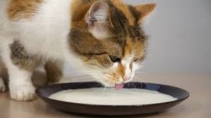 Создать мем: cat, кот лакает молоко, кот пьет молоко