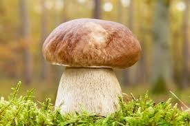 Create meme: false mushrooms, white mushroom, boletus is a white mushroom