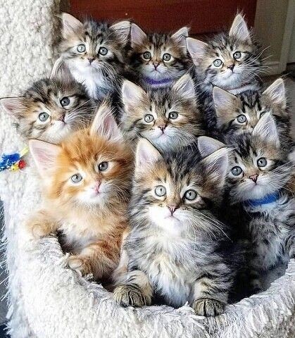 Create meme: lots of kittens, lots of cute cats, lots of cute kittens