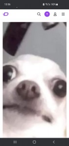 Create meme: dog, animals cute, Chihuahua funny