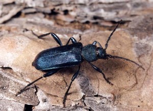 Создать мем: coleoptera, жужелица, жук древоточец