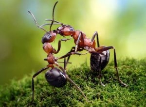 Create meme: communication of ants photos, two ants, ant