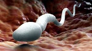 Create meme: big sperm, sperm