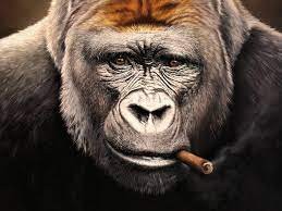 Создать мем: горилла с сигарой, обезьяна горилла, горилла