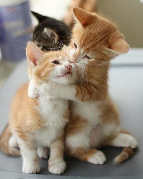 Create meme: gentle cat, hugging cats, kittens cuddling