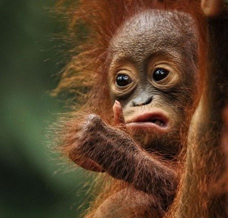 Create meme: funny monkeys, the baby orangutan, the orangutan is funny