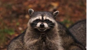 Create meme: enotik, sly raccoon, raccoon