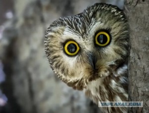 Create meme: owls, owl funny surprised, true owls