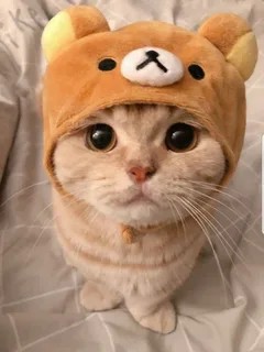 Create meme: cat in the hat, cute cats , cute cat in a hat