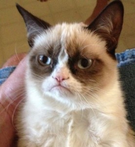 Create meme: Grumpy cat