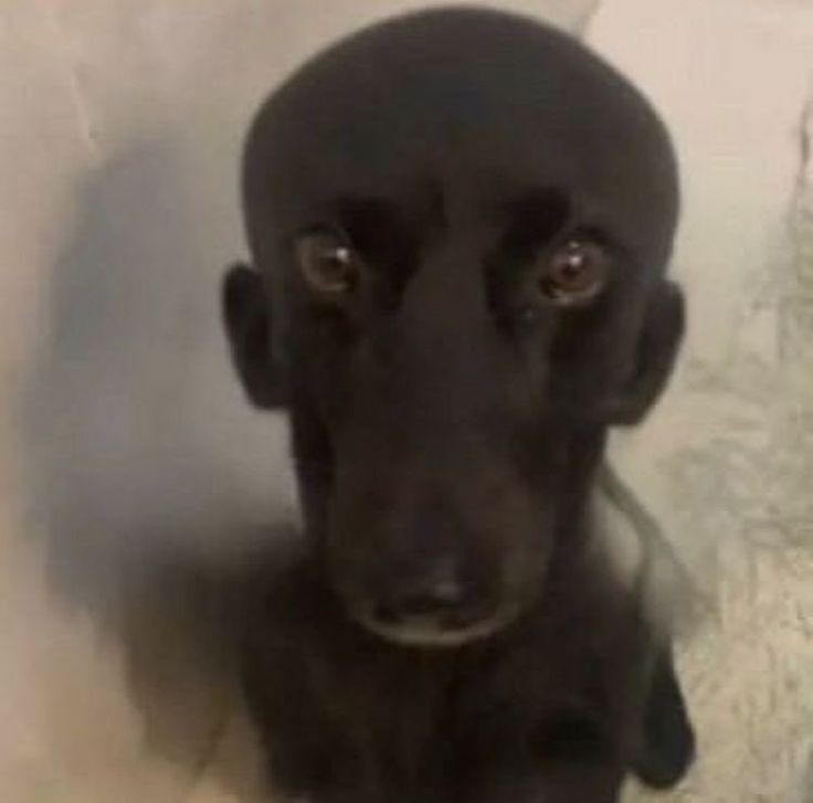 Create meme: black dog with hanging ears, black smooth - haired dog, dog 