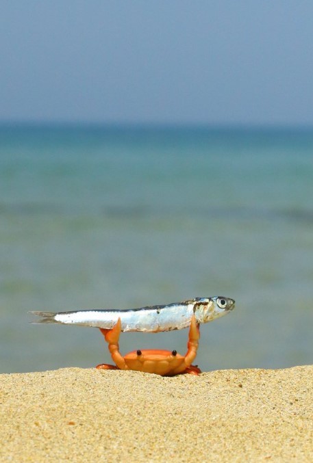 Create meme: home gecko, little crab, funny animals 