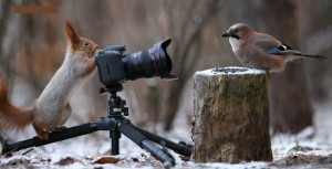 Создать мем: vadim trunov фото, смешное фото зимние белочки, белка с фотоаппаратом