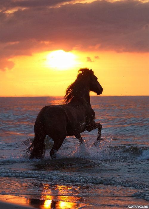 Create meme: the horse at sunset, horse at sunset, horses at dawn