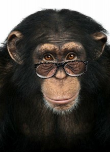 Создать мем: обезьяна, лицо обезьяны, шимпанзе