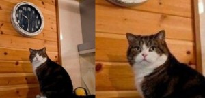 Create meme: and watch cat meme, cat, meme with a cat and a clock