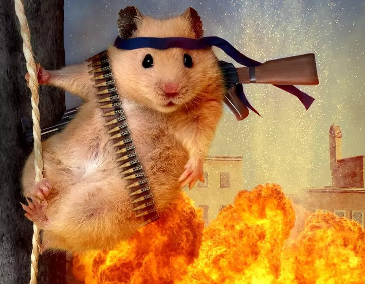 Create meme: fighting hamster, hamster fighting, evil hamster