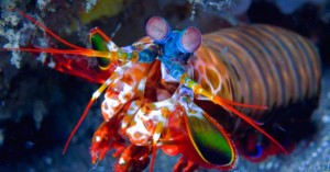 Create meme: cancer, underwater Kingdom, the mantis shrimp oratosquilla oratoria