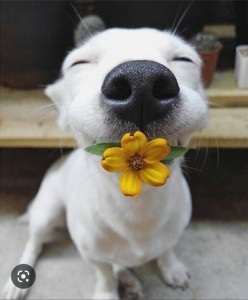 Создать мем: щенок с цветами, цветы собачки, собака с цветами