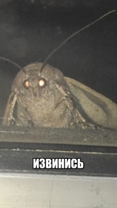 Создать мем: ебучая лампа, moth, насекомые