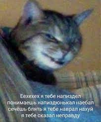 Create meme: Cat I told you a lie, I've been messing with you you know, The cat is drunk