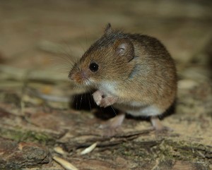 Create meme: rodent, mouse baby, Bank vole figure