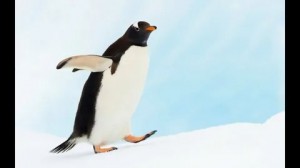 Создать мем: белый пингвин, животные арктики пингвины, пингвины на льдине