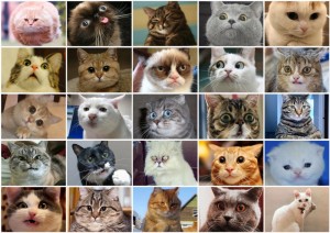 Создать мем: котики, породы кошек коллаж, кот
