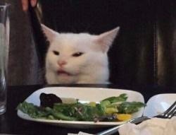 Create meme: cat, seals, white cat table meme