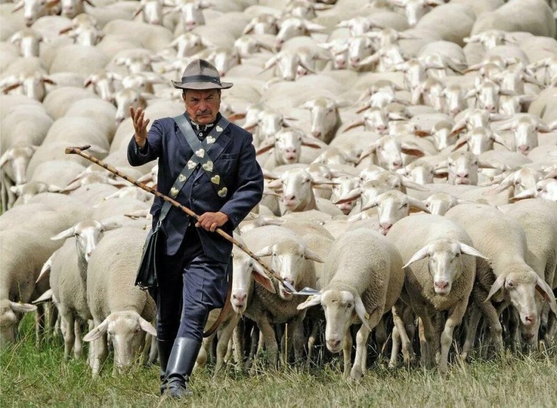 Создать мем: пастухи, стадо, разведение овец