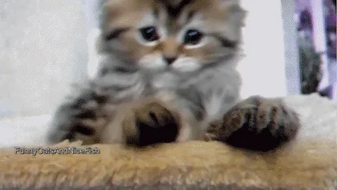 Create meme: kitten gif, kitten yawns gif, cat 