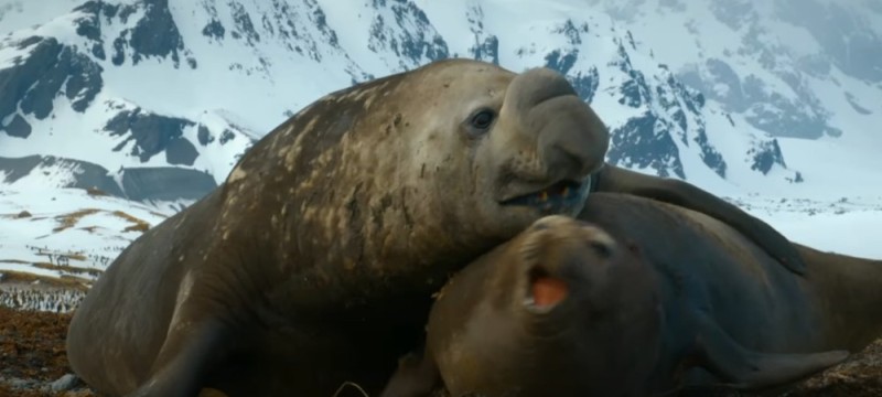 Создать мем: морской лев, южный морской слон в антарктиде, морской слон спаривается