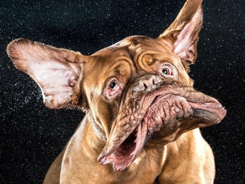 Создать мем: собака бордосский дог, самые смешные собаки в мире, смешные морды