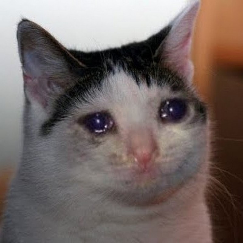 Create meme: cat crying meme, the cat is crying very hard, crying cat