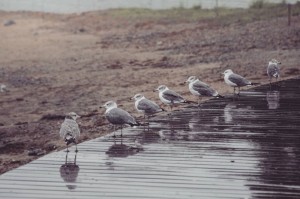 Create meme: Seagull, birds, herring gull