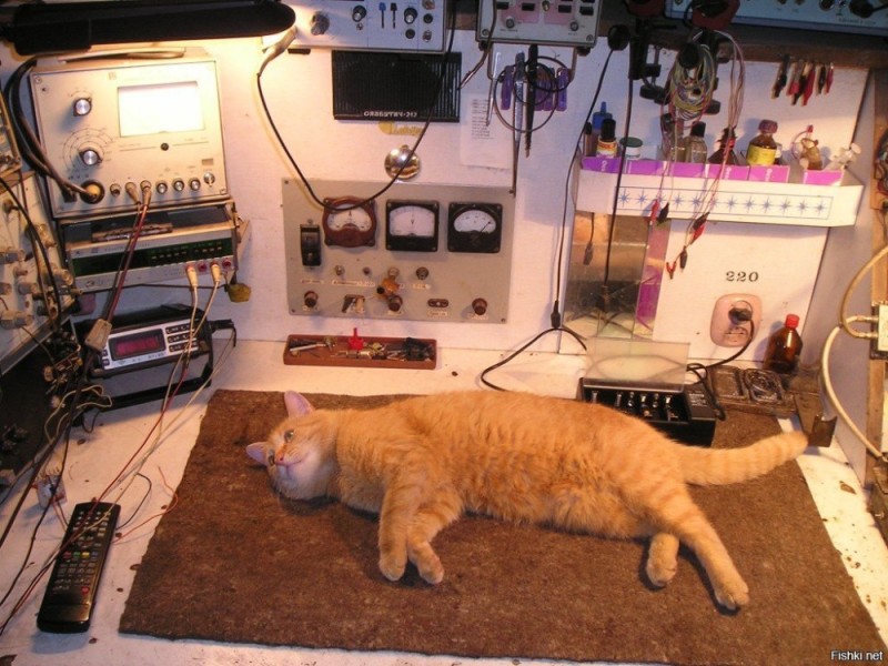 Create meme: cat ham, happy amateur radio day, cat signalman