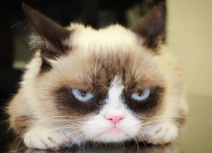 Создать мем: злой кот, самый грустный кот, недовольный котик