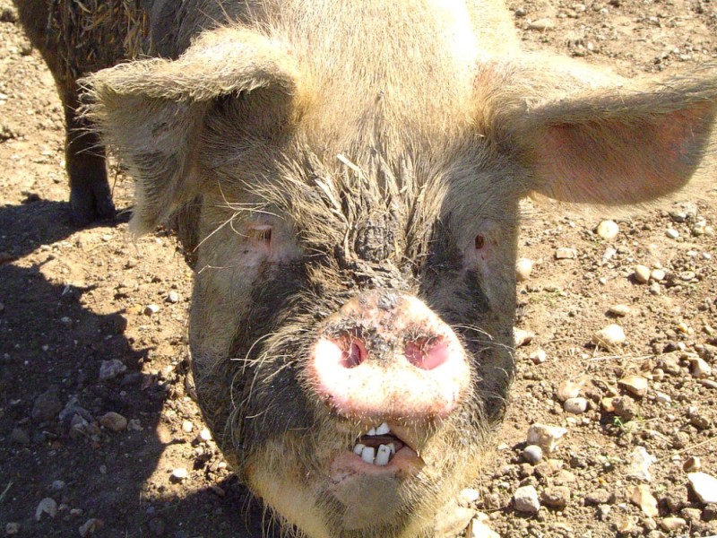 Create meme: pig large, pig boar, piggy pig