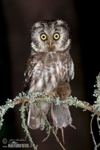 Create meme: owl, owl owl, bird owl