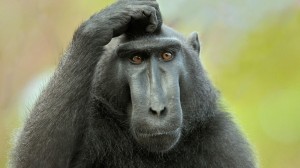 Создать мем: горилла обезьяна, удивленная обезьяна, задумчивая обезьяна