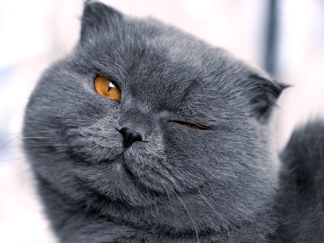 Create meme: winking cat, grey cat , British shorthair cat